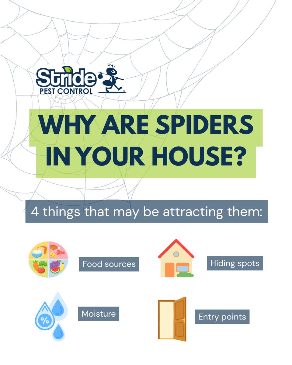 stridepest's tweet photo. Seeing spiders around your home? They may be attracted by food sources, moisture, shelter, or easy entry points.
🏠 Seeing more spiders than usual? Contact Stride Pest Control today for professional help!
#StridePestControl #SpiderControl #SpiderPrevention #PestControl https://t.co/4Ps7mXSTKw