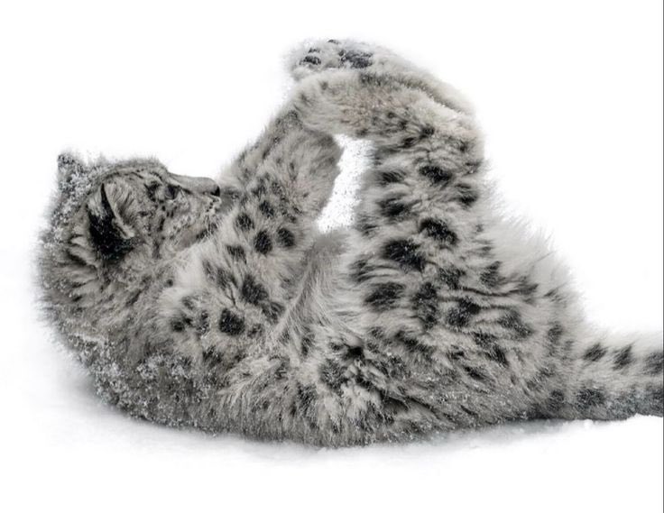 catgirlashx_x's tweet photo. Got ma toes :3 https://t.co/OpK6AKK7M7