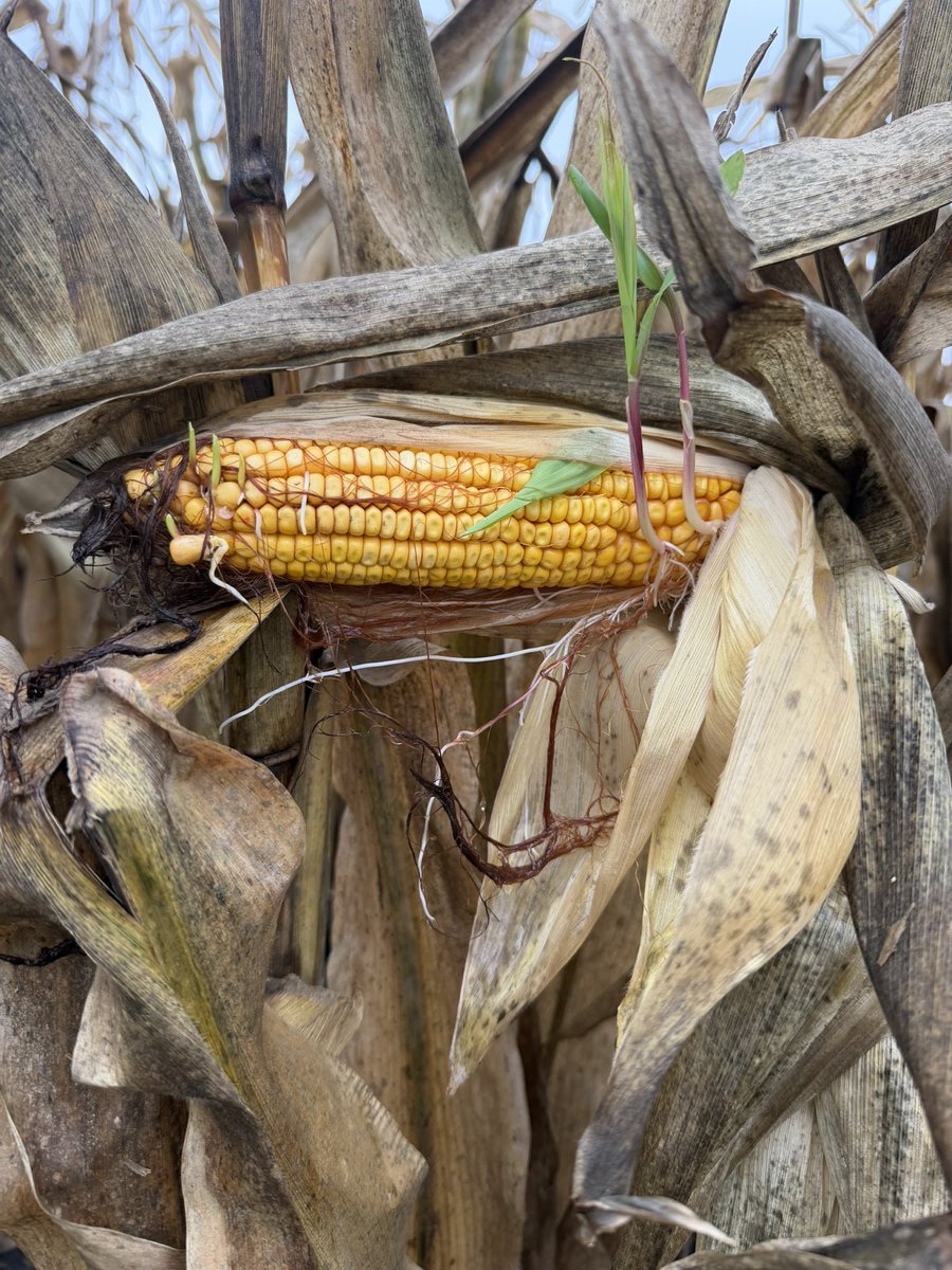 Lantzkyfarms's tweet photo. Is this early planted corn on corn? https://t.co/8KdLnyn2nW