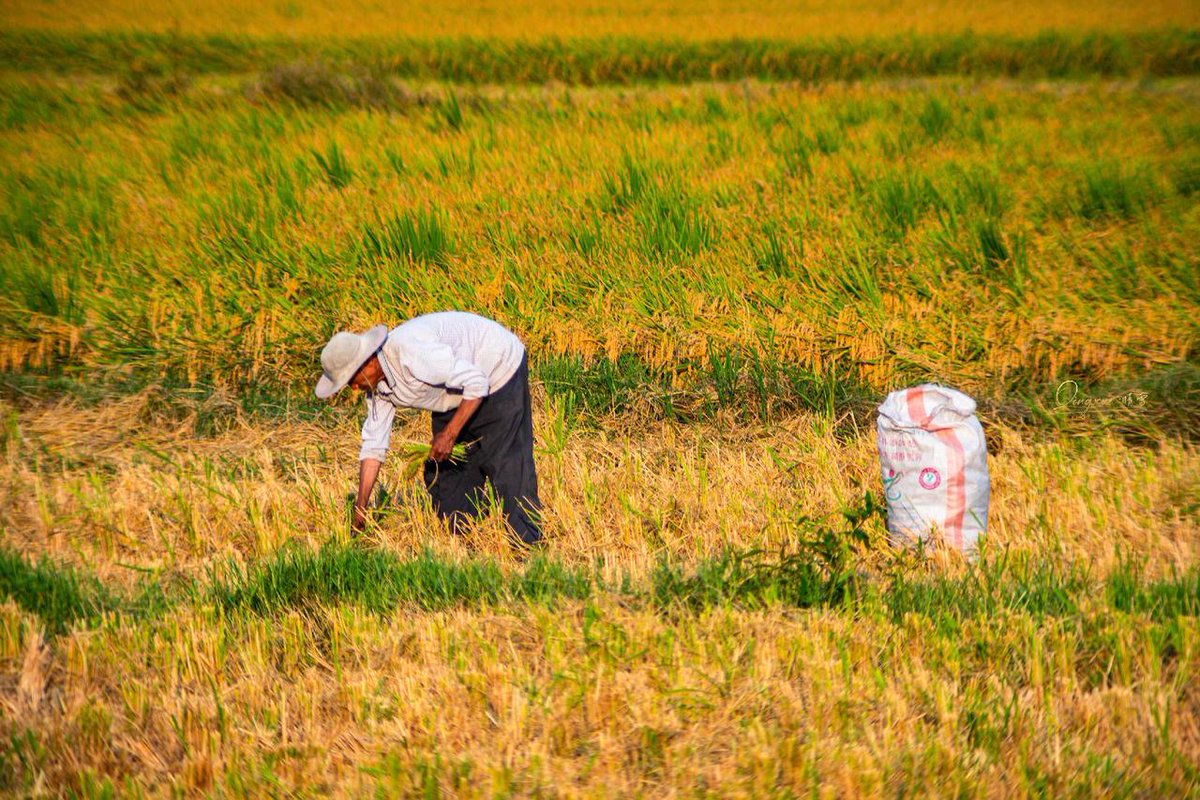 mariehall_2_6fe's tweet photo. [Waving rice under sun, craftsmen work with their loads—autumn harvest vibes are so warm! ]， https://t.co/ETnLc0ii5z