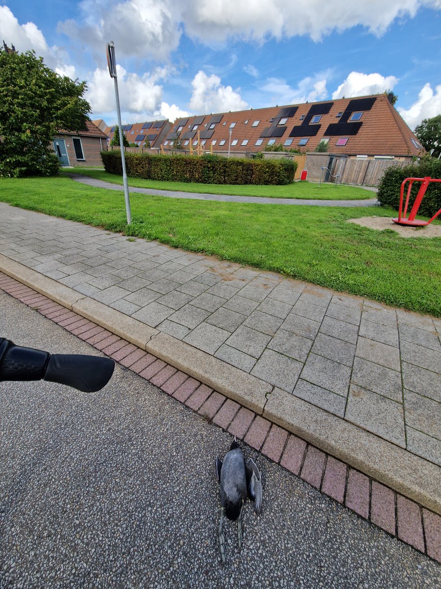 EBS023's tweet photo. Vanmorgen nog even afgestapt en een melding gemaakt van een dode meerkoet.
Vanmiddag tuinieren voor 75+.
Dag weer gevuld.
#Supportervanschoon #Trashbiking #zwerfie #Poortugaal #Albrandswaard https://t.co/AARlFX49xh