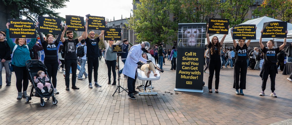 peta's tweet photo. Hard to watch? So are the experiments happening to monkeys at @UW 🧪

We brought a disturbing human “experiment” into public view because monkeys suffer invasive procedures on their eyes and brains inside UW’s primate center. https://t.co/RPQ1NbJws5