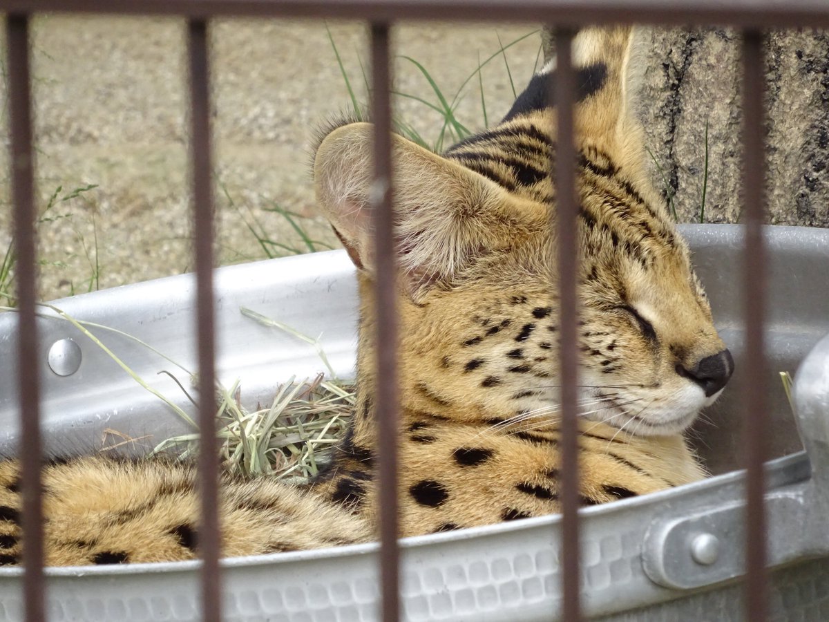 oinagoya's tweet photo. 東山動植物園の入園料は今月から300円値上がりして

800円になったよ～ https://t.co/6Q2EDKOGe5