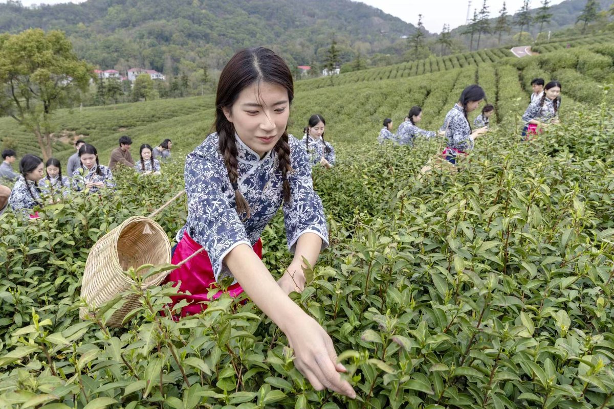 markf_k_988_2ac's tweet photo. This tea is made from the tender leaves of the Mount Lu waterfall area, and its unique roasting process gives it an unforgettable mellow taste! https://t.co/ZgYuvtleDm