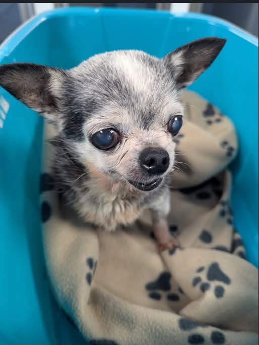 AdoptionsUk's tweet photo. Please retweet to help find the owner or a rescue shelter space for this elderly, possibly blind little dog found #PLYMOUTH #UK  1 October 2026 
Now in a council pound 💔💔💔
'Elderly friendly possibly blind female grey and black Chihuahua found in #Plympton today, being held at the Plymouth Veterinary Hospital 26 William Prance Road today, tel 01752 702646; she is possibly blind with no collar, tag or microchip.
Do you know who the owner of this dog is? If you have any information that would help us get the dog back to its owner, please call the Council on 01752 304147.
The office closes at 5pm Monday - Thursday and 4.30 on Friday and the dog will be taken to kennels if not reunited with its owner. '
Original post on facebook 
https://t.co/tkt8xNzpiN

#dogs #animals #pets #adoptdontshop #England #Southampton #rescuedogs @MissingPetsGB @DogLostUK @rosiedoc666 @KatieAmess @AndrewRosindell @rickygervais @JaneFallon @Jan_Leeming @liamgallagher @ConservativeAWF @APDAWG1 @clarebalding @millypod1
