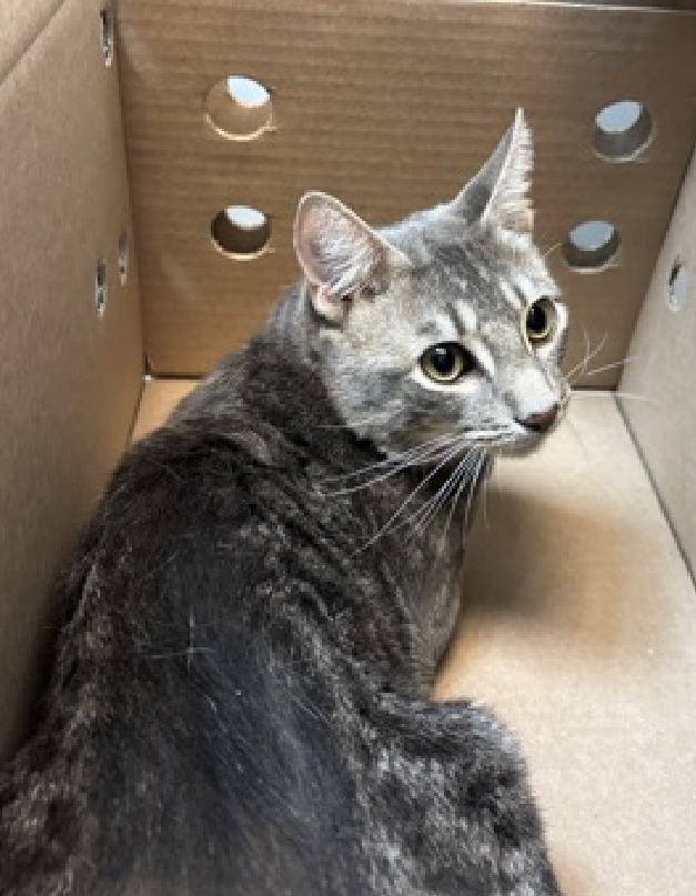 JLthekid9999's tweet photo. 🆘🆘 PURSE (ID 262436), 1 YO, MALE – IN MANHATTAN ACC - came into the shelter as a stray on 8/14/2026.    🆘🆘 😿 😿 😿 😿

➡️TBD 10/3/26

➡️ NEW HOPE PARTNER RESCUE ONLY

➡️ TOO LOW ON PLEDGES TO STIMULATE RESCUE INTEREST

➡️🆘🆘 10TH Chance on Emergency Placement List – 10 TIMES IS ALMOST UNPRECEDENTED – AND SHELTER AT CAPACITY - ALL HANDS ON DECK - NOW IS THE TIME TO ACT/HELP PURSE- HIGHEST EU/SILENT KILL RISK- VERY LIKELY LAST CALL🆘🆘 😱🔥🔥😱

➡️ 49 DAYS IN SHELTER – TOO LONG – TIME IS RUNNING OUT

➡️ PURSE IS ON THE EPL FOR BEHAVIORAL REASONS -He is not thriving in the care center and is deteriorating in the Adoptions room. He is now displaying signs of defensive aggression. “Deteriorating in the Adoptions Room” is A DEATH SENTENCE IN THE SHELTER. This designation often means that the cat will be given very little time for rescue/foster/adoption.🔥🔥🔥🔥 This designation often means that the cat will be given very little time for rescue/foster/adoption.🔥🔥🔥🔥

What my friends at ACC say about me: My history is a mystery and my friends here do not know much about me yet! It is unknown if I have ever lived with other animals or children. I would appreciate slow introductions to new people and places to help me feel safe. I'm sensitive and shy. I'll need extra help from you. ❤️ 😻❤️ 😻❤️ 😻

NEEDS OUT OF SHELTER ASAP –

Please RT or pledge, if you can, to save this little one.

@AdamsPaulGrimke

💔😿🙏Thank you