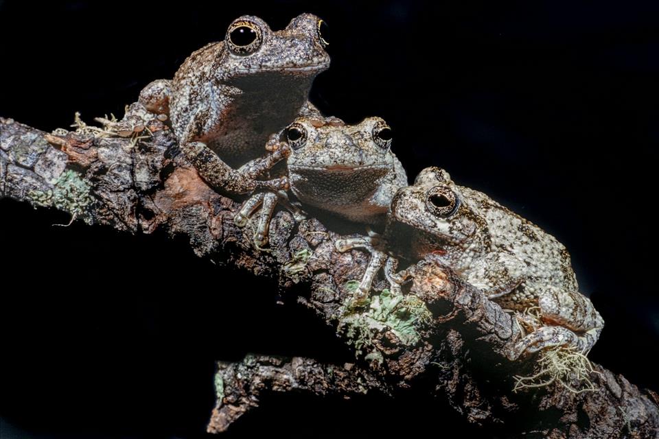 MENAFN's tweet photo. Too Many Males To Choose From Can Overwhelm Female Frogs And Change Who Gets To Mate #Many #Males #Choose #Overwhelm #Female #Frogs #Change #Gets #Mate #USA #Russia #Biden #Ukraine #War #Palestine #Gaza #Israel # dlvr.βit/TVkdgZ https://t.co/tp4L9Npx4d