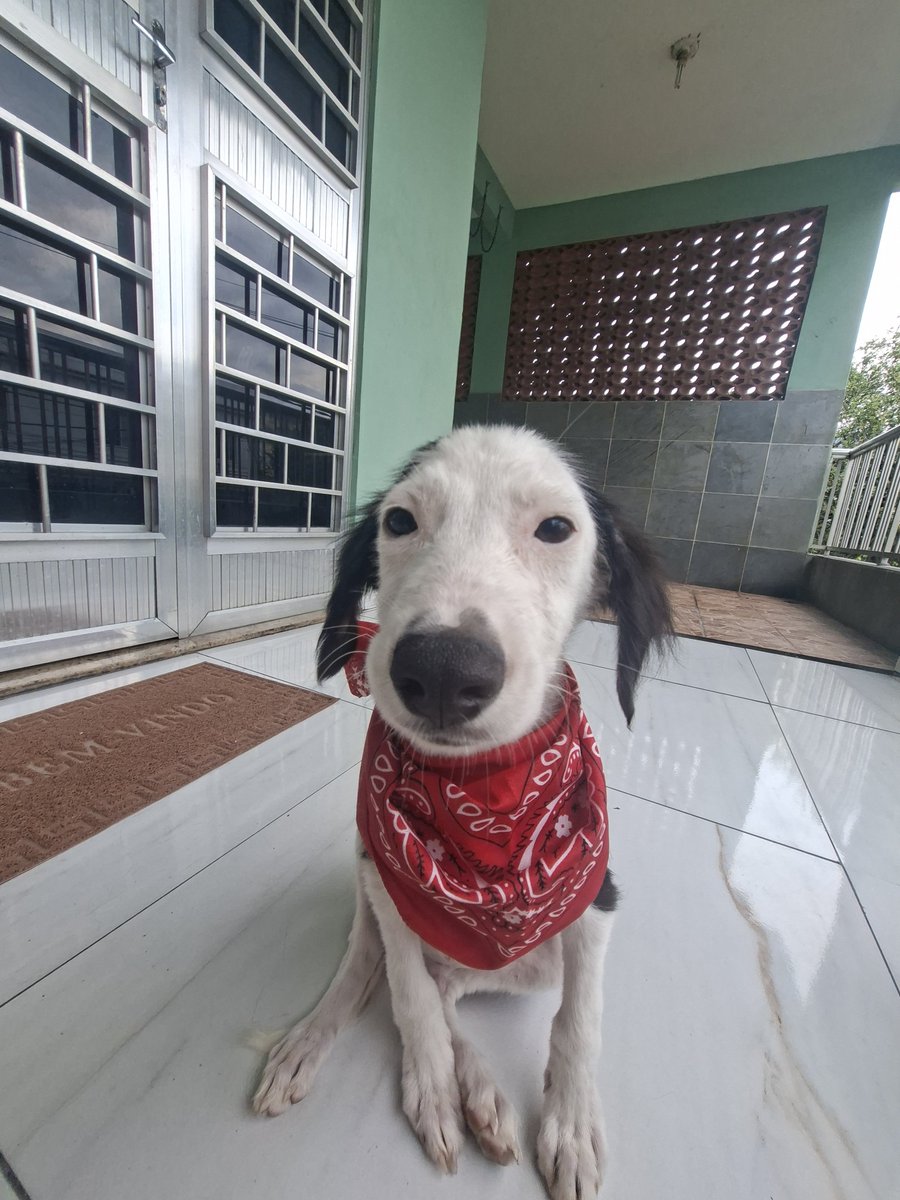 _shrineofazura's tweet photo. ferinha perigosa para adoção no RIO DE JANEIRO, entrega ou busca para as regiões da BAIXADA, ZO, ZN, ZS, CENTRO E NITERÓI. 

atende pelo nome de snoopy, tem 4 meses, nasceu no dia 27 de maio ♊️
dócil, carinhoso, VERMIFUGADO, FALTA VACINAR E CASTRAR, ama petisco de frango

RT PFV! https://t.co/XJx4QCeCTI