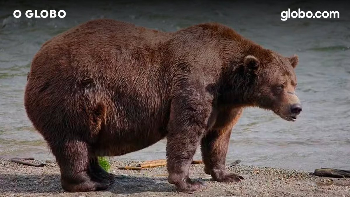 oficialglobocom's tweet photo. Semana do Urso Gordo: veja curiosidades sobre 'Mochila', o vencedor de 2026: https://t.co/nbboxE7AvI
#gcomMundo https://t.co/6KxC80Eu1B