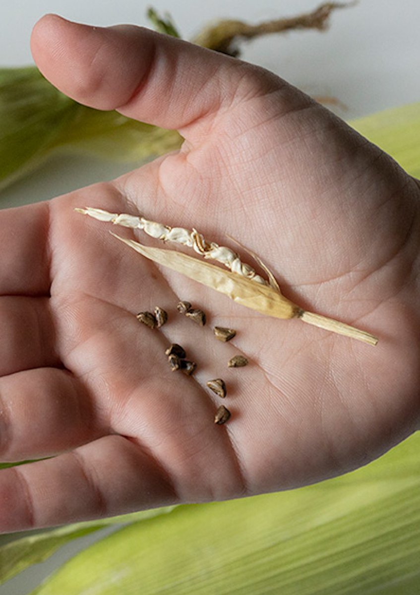 This is what corn looked like before humans domesticated it

Modern corn was once a tiny wild grass called teosinte. Over roughly 9,000 years, human selection t