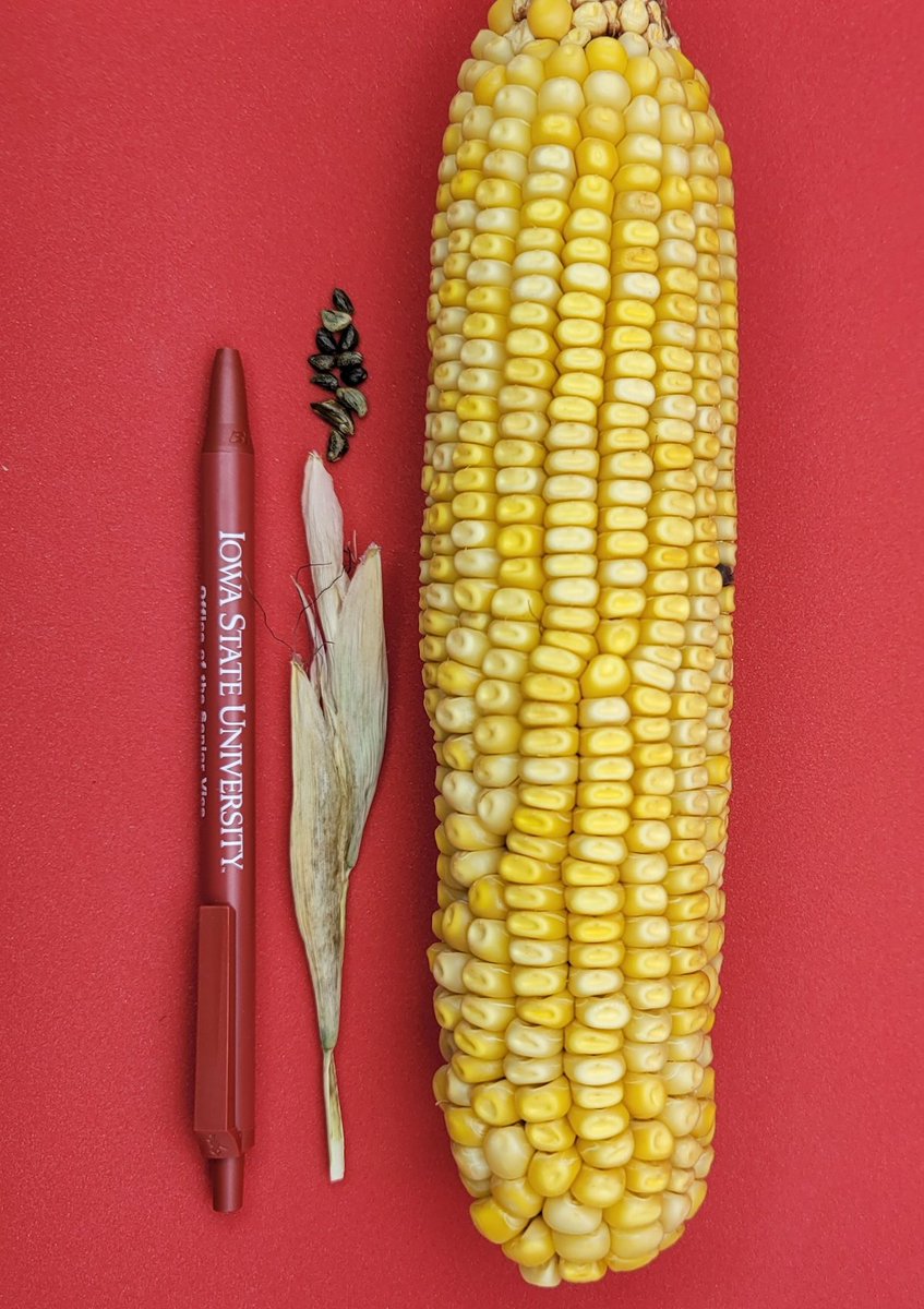 AMAZlNGNATURE's tweet photo. This is what corn looked like before humans domesticated it

Modern corn was once a tiny wild grass called teosinte. Over roughly 9,000 years, human selection transformed it into the huge ears we grow today https://t.co/oS9eFk5jnS