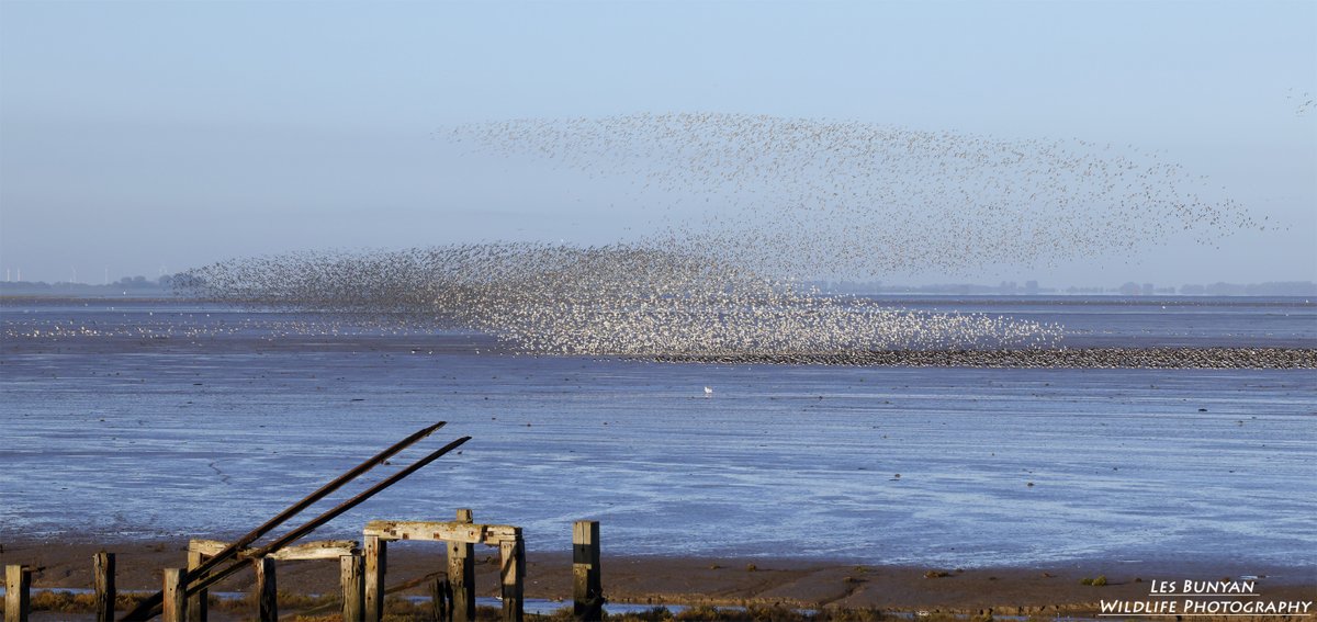 acorncarver's tweet photo. The waders throwing a few shapes at #RSPBSnettisham this morning https://t.co/pDM8WQtiMk
