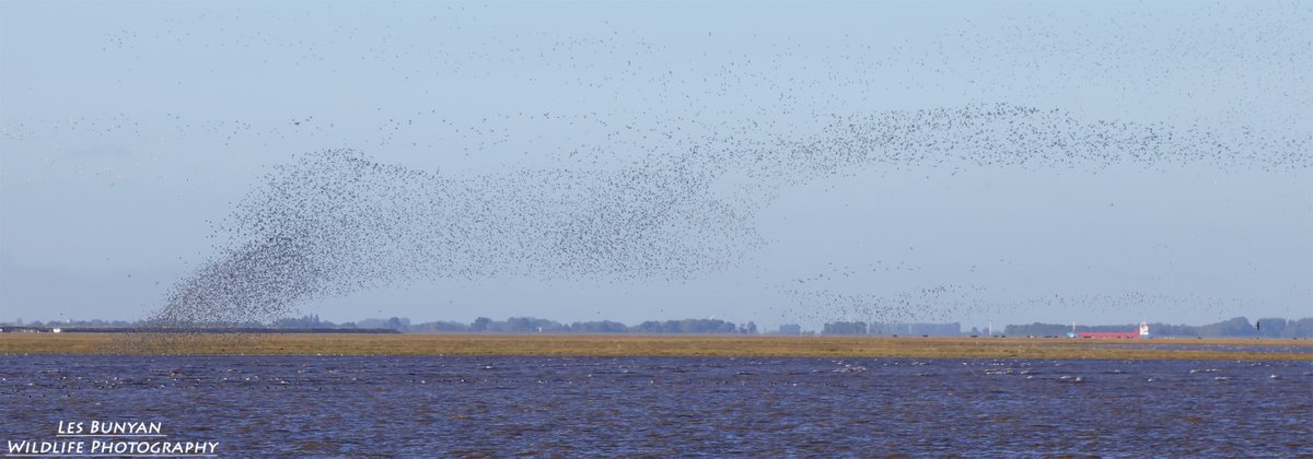 acorncarver's tweet photo. The waders throwing a few shapes at #RSPBSnettisham this morning https://t.co/pDM8WQtiMk