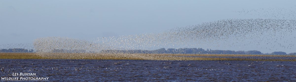 acorncarver's tweet photo. The waders throwing a few shapes at #RSPBSnettisham this morning https://t.co/pDM8WQtiMk