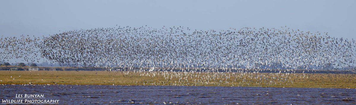 acorncarver's tweet photo. The waders throwing a few shapes at #RSPBSnettisham this morning https://t.co/pDM8WQtiMk