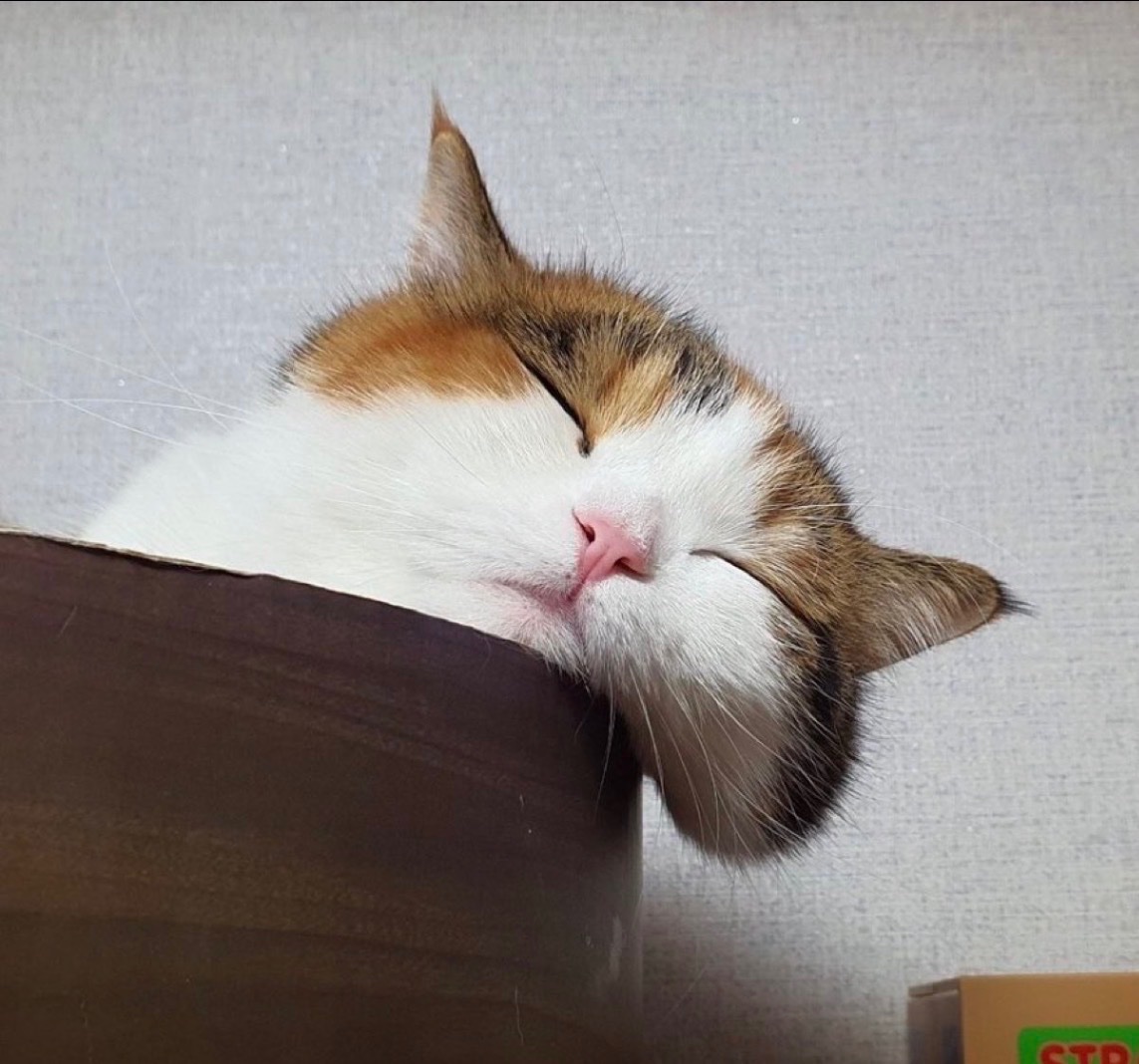 animal_kyawa_'s tweet photo. ほっぺがこぼれ落ちそうな
爆睡中のネコさん☺️ https://t.co/TIOdmpFb3Y