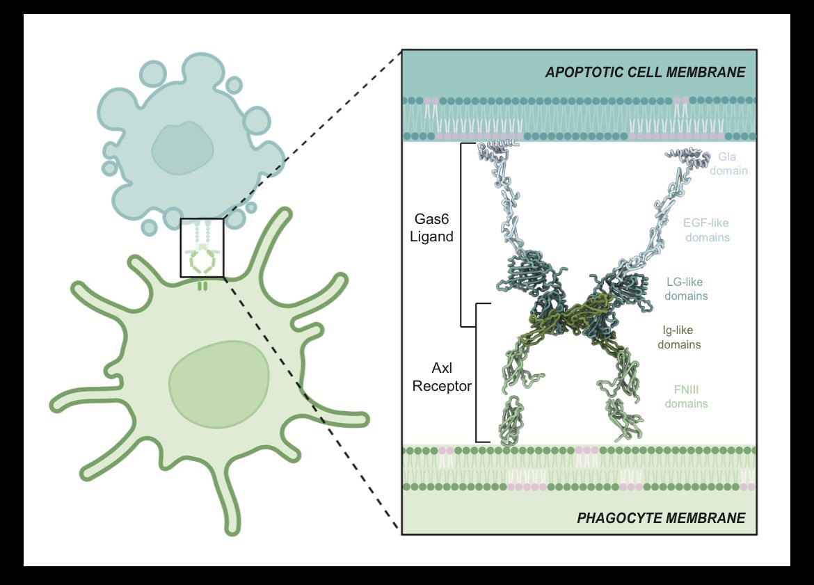 drstarbird's tweet photo. And…

I am SO excited to share our first research preprint! In this paper we determined several cryoEM structures to visualize the entire cell-to-cell bridging complex formed by TAM receptor and ligand, bringing into 3D a common graphical depiction.

https://t.co/nP2VmaC3Jz https://t.co/TVZrINtFNB
