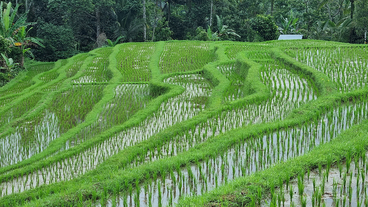SamaHoole's tweet photo. Rice paddies heat the planet about as much as every aeroplane in the sky, and nobody has made a documentary about your pilau.

A flooded paddy is a man-made swamp. Under the water, with no oxygen, the same family of microbes that live in a cow's rumen break down plant matter and give off methane. It is a rumen with the cow taken out. Rice accounts for around a tenth of all the methane humans cause, and about 1.5% of all greenhouse gases, which puts it level with global aviation.

The response so far:

- Streaming exposés on rice: none
- Celebrities going rice-free for January: none
- Rice-free Mondays in school canteens: none
- Carbon labels on a bag of basmati: none
- Countries taxing it: none

Denmark, meanwhile, will bill its farmers for every cow and pig from 2030.

The cow's methane comes from grass, which pulled that carbon out of the air last spring, on ground too wet or too steep to plough, and it arrives with beef, milk, leather and a fertilised field. The paddy's methane arrives with a bowl of starch.

The chemistry is identical. One of them is a plant, and plants do not get prosecuted. The climate case against your dinner depends on only ever pointing the instrument at the animal.

Who decided which methane counts?