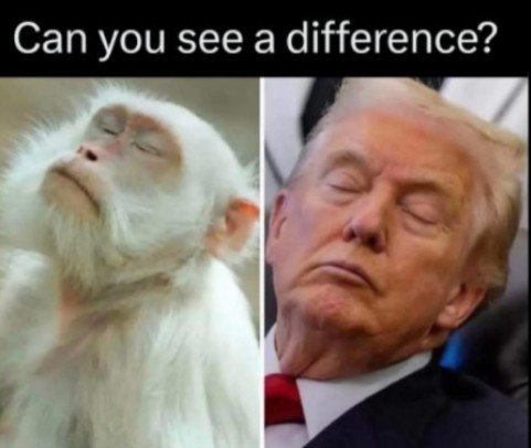 Charliermwangi's tweet photo. @durtyburd1984 @Astridueil Monkey you say?  I doubt. Matter of fact, I'm not. https://t.co/RAEz5HQtjU