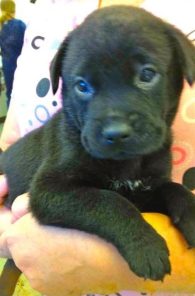 JAbello's tweet photo. Happy National Black Dog Day from Bro https://t.co/aiTcLVMujQ