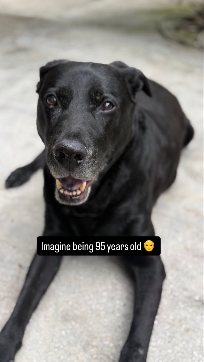 JAbello's tweet photo. Happy National Black Dog Day from Bro https://t.co/aiTcLVMujQ