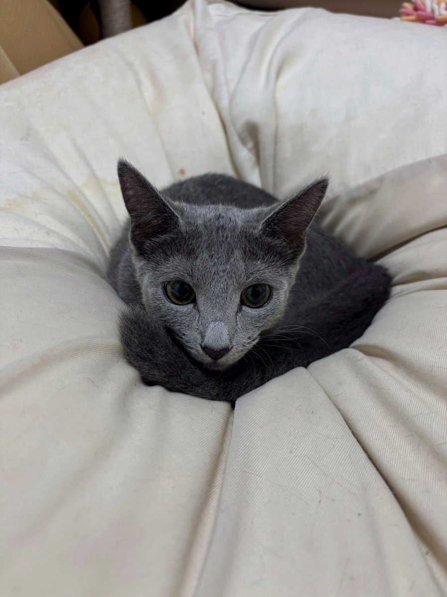 CintiaLiry's tweet photo. 月命日
今も毎日思い出しているよ
あの子の声、手触り、抱っこした時の重さ
私の体に、心に、あの子が残してくれた記憶を忘れたくなくて
だけど
思い出すたびに涙が溢れてしまう
どんなに願っても、あの子は帰ってこない
会いたい https://t.co/ABbRrr8RVa