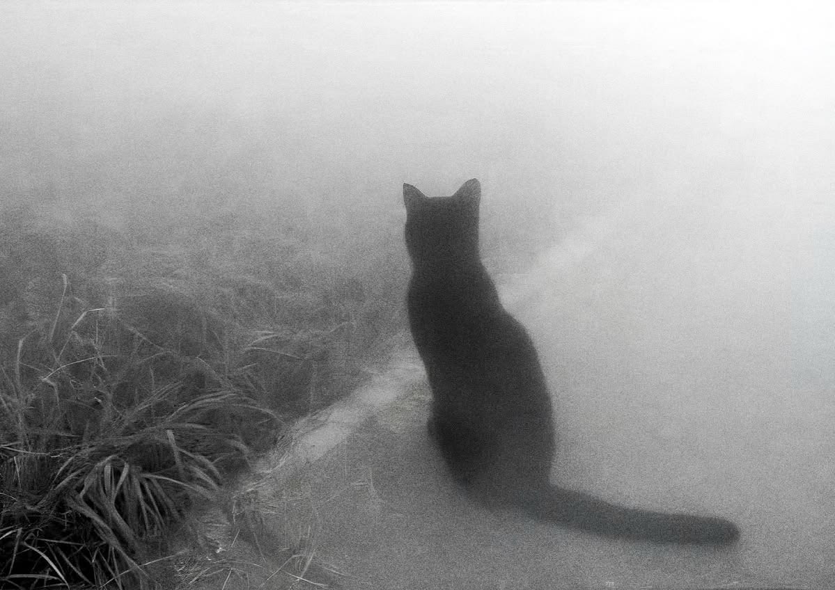 magpiehearted's tweet photo. ⋆˚꩜｡ #edrtwt intro <3 not new
maggie 𖤝  20yrs 𖤝  they/them
cw: 100lbs ! gw: 80lbs

easian ; english uni major ; music lover 🐦‍⬛
🐈‍⬛ #moothunt #ricecakertwt

♡ + ↻ for moots ₍^. .^₎⟆
🕸️ basic dni / ifb most of the time https://t.co/65lPorvf59