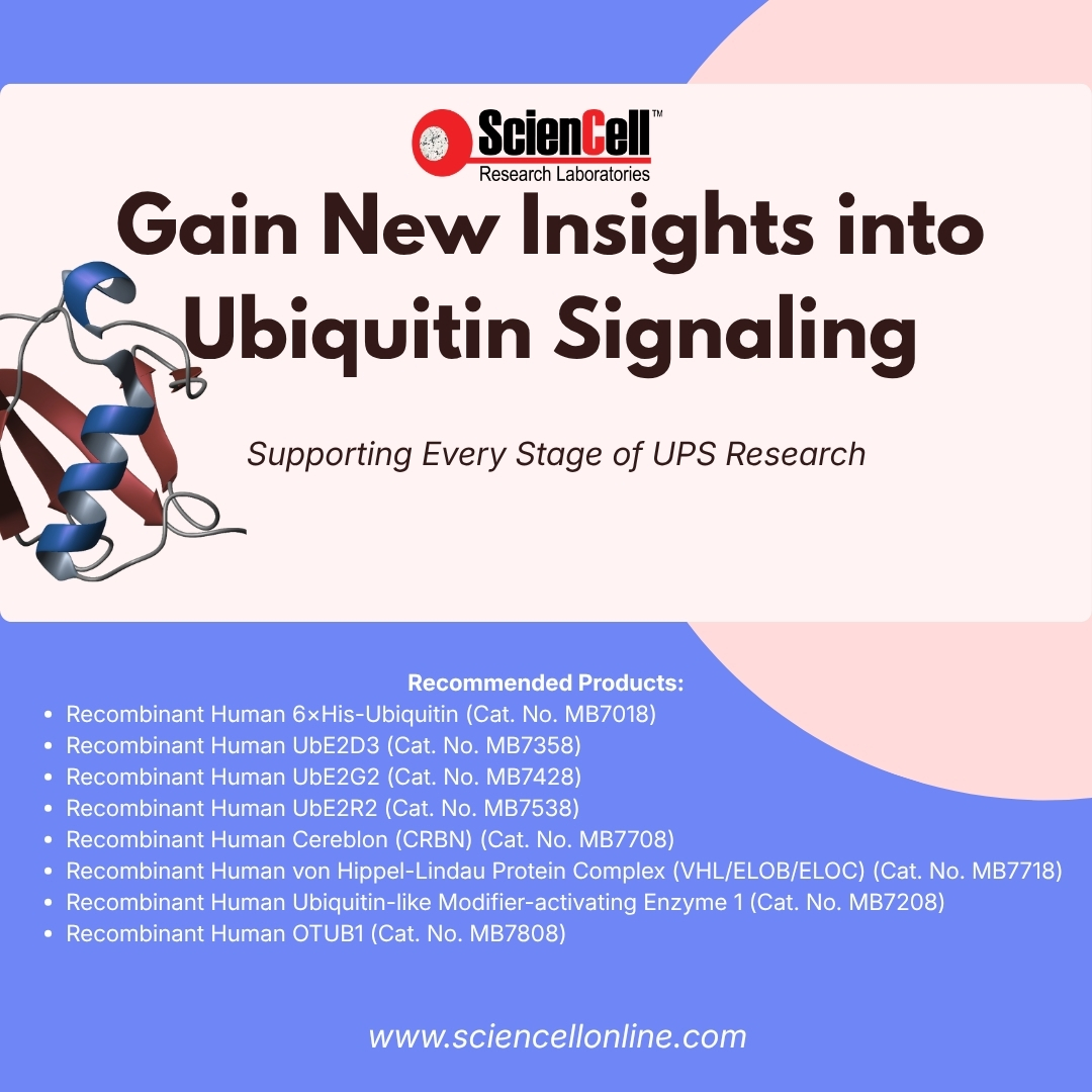 sciencell's tweet photo. What proteins are used to study the ubiquitin–proteasome system?

ScienCell offers recombinant proteins for key stages of ubiquitin signaling, including activation, conjugation, substrate recognition, and deubiquitination. Explore Ubiquitin, UBA1, E2 enzymes, CRBN, VHL complex. https://t.co/QUPv5qRDfC