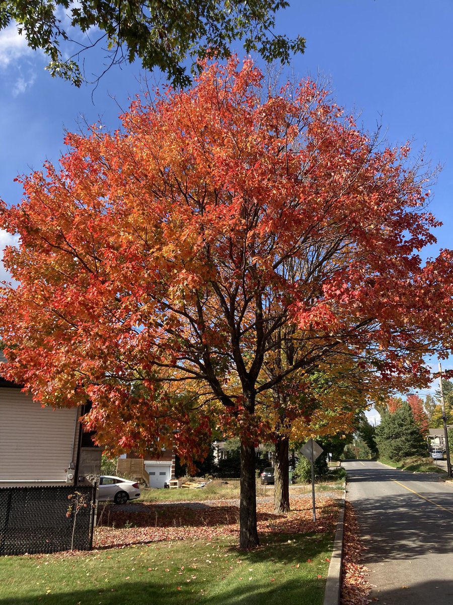 JohnCarzello's tweet photo. A nice 😊 #Autumn tree on my street #RawdonQuebec https://t.co/F77hqb6FrH