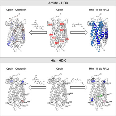 Structure_CP's tweet photo. Conformational signatures of native ligand and pharmacochaperone binding in rhodopsin dlvr.​it/TVkfFm https://t.co/SQJCsn5AtC