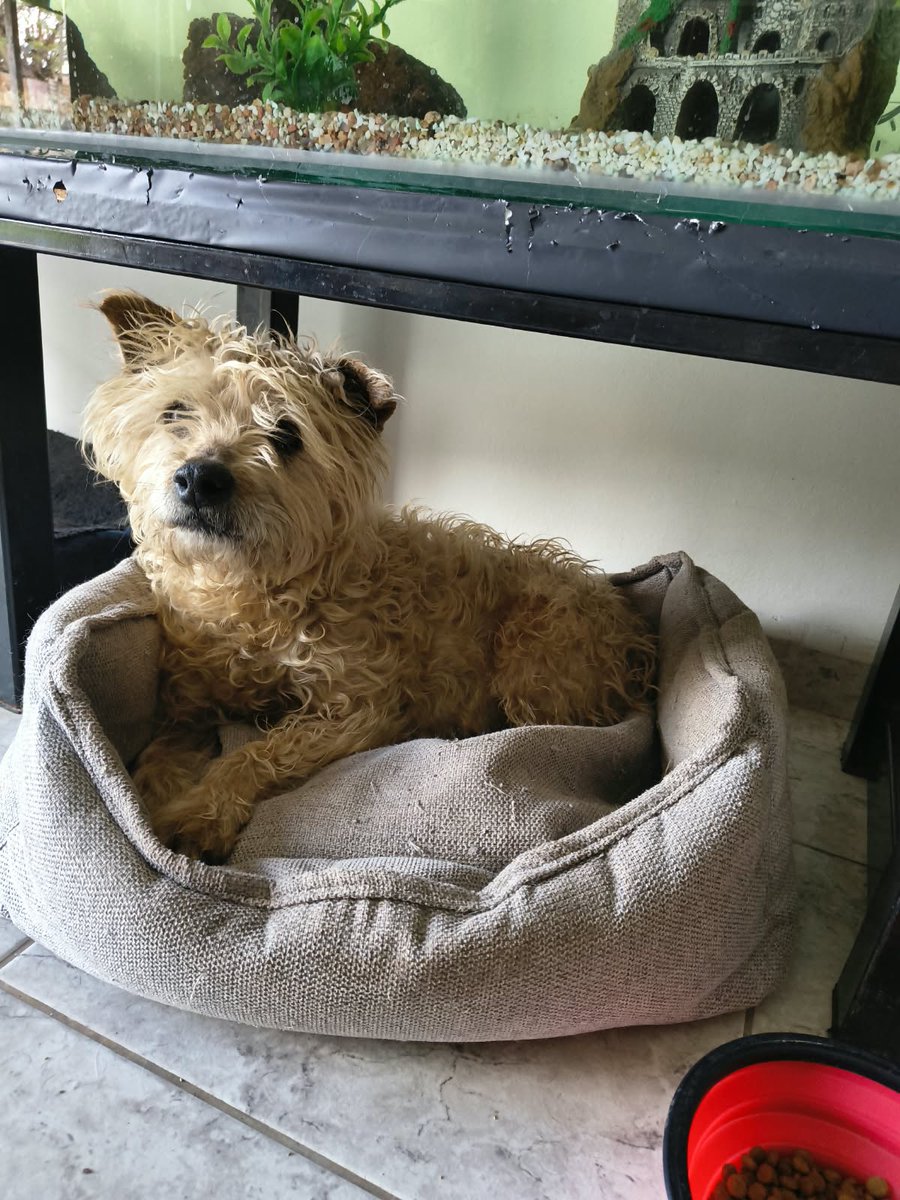 lagarzasosa_'s tweet photo. BUSCA HOGAR!
a esta enana la abadonaron en la puerta de la casa donde vivía "por que se mudaban y no aceptan perros"
tiene 7 años, es tamaño chico, está castrada
si sos de caba o GBA mandame mail
misionsolidariatwitter@gmail.com
asunto: enana, acá si aceptamos perros
rt gracias https://t.co/nthT3j8PXl
