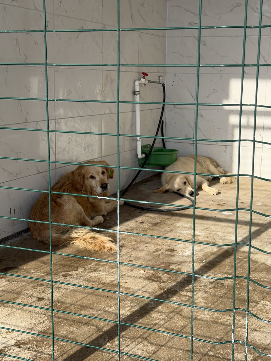 Fipsaskin's tweet photo. Bu ikisine yuva arıyorum. Bakışları aklımdan çıkmıyor. Yuva bulabilsek bir sürü köpek çıkarırım barınaktan. Ne olur yuva olun yoksa orada ölecekler. Barınak çalışanları birkaç aya bir tane bile hayvan kalmayacak sokakta diyor. Onlara bakacak uygun koşulları tabii ki yok. https://t.co/mfCMJuJdzv