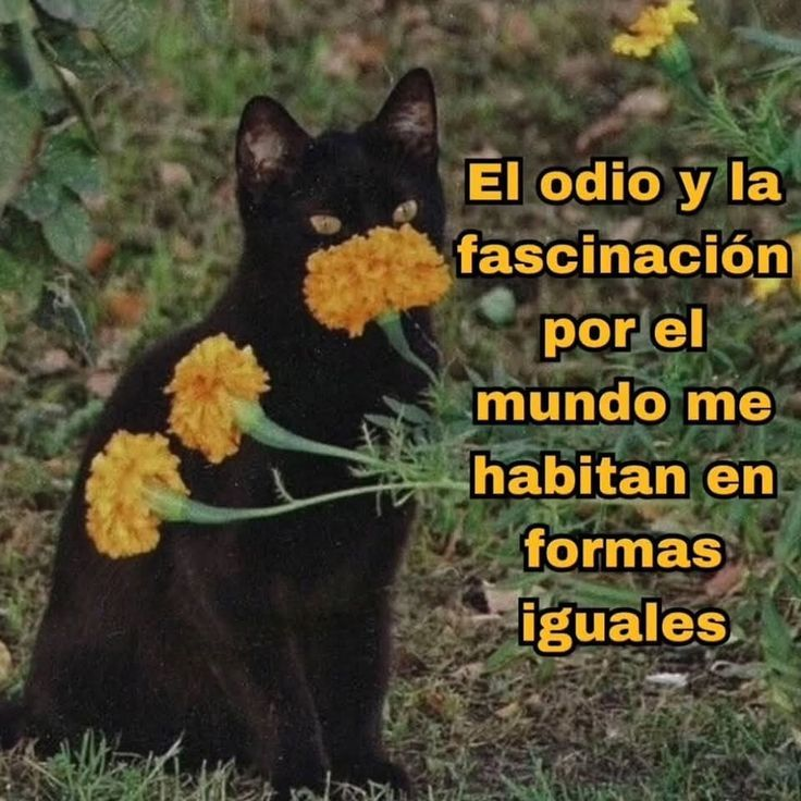 ElArteDeVivir__'s tweet photo. https://t.co/L0DHgsGwKo