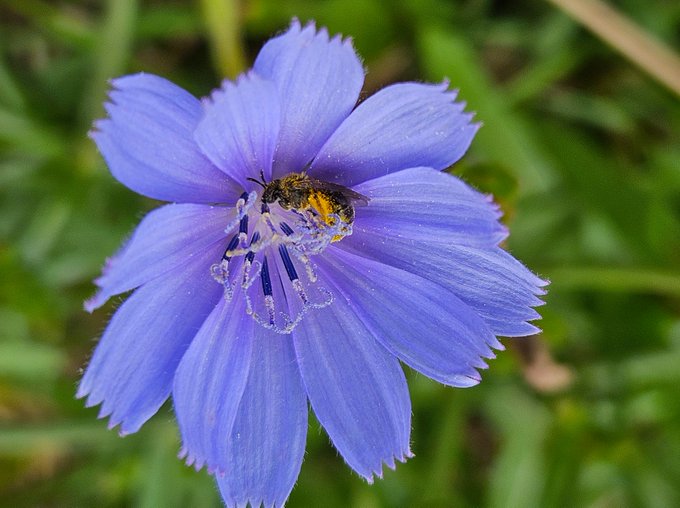 A close-up nature shot of a small bee covered in pollen resting in the center of a vibrant purple, star-shaped flower covered in dewdrops.