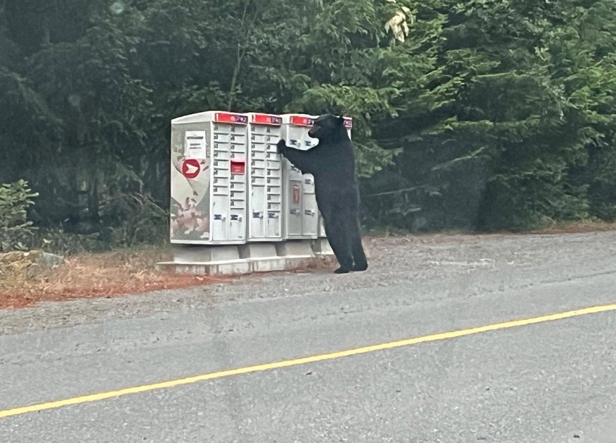 MadelnCanada's tweet photo. Black bear in Sooke standing at the Canada Post boxes like it’s waiting on a parcel that was supposed to arrive three days ago.​​​​​​​​​​​​​​​​​​​​​​​​​​​​​​​​​​​​​​​​​​​​​​​​​​

Does it get more Canadian than this!? 🐻📦🇨🇦 https://t.co/MxgCaCCcuz