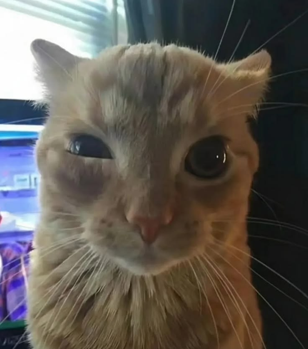 A close-up photo of an orange tabby cat looking directly at the camera.