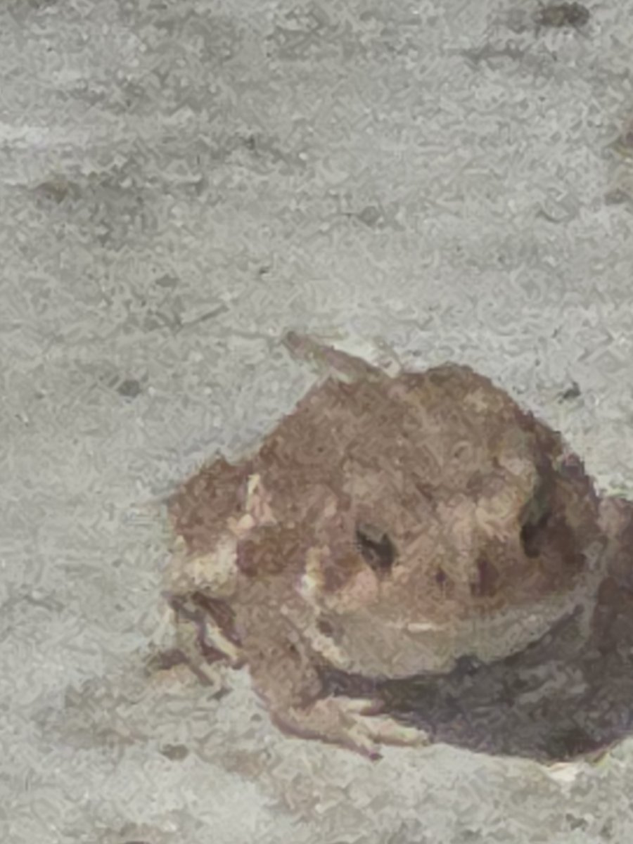 HellenTrax4329's tweet photo. I went out on the patio hoping to get a view of the moon. Froze in my tracks when I saw this fat thing blocking my path. Yes, I'm afraid of frogs, all kind of frogs. He just set there staring at me licking his fat lips! https://t.co/fZKysLiRhC