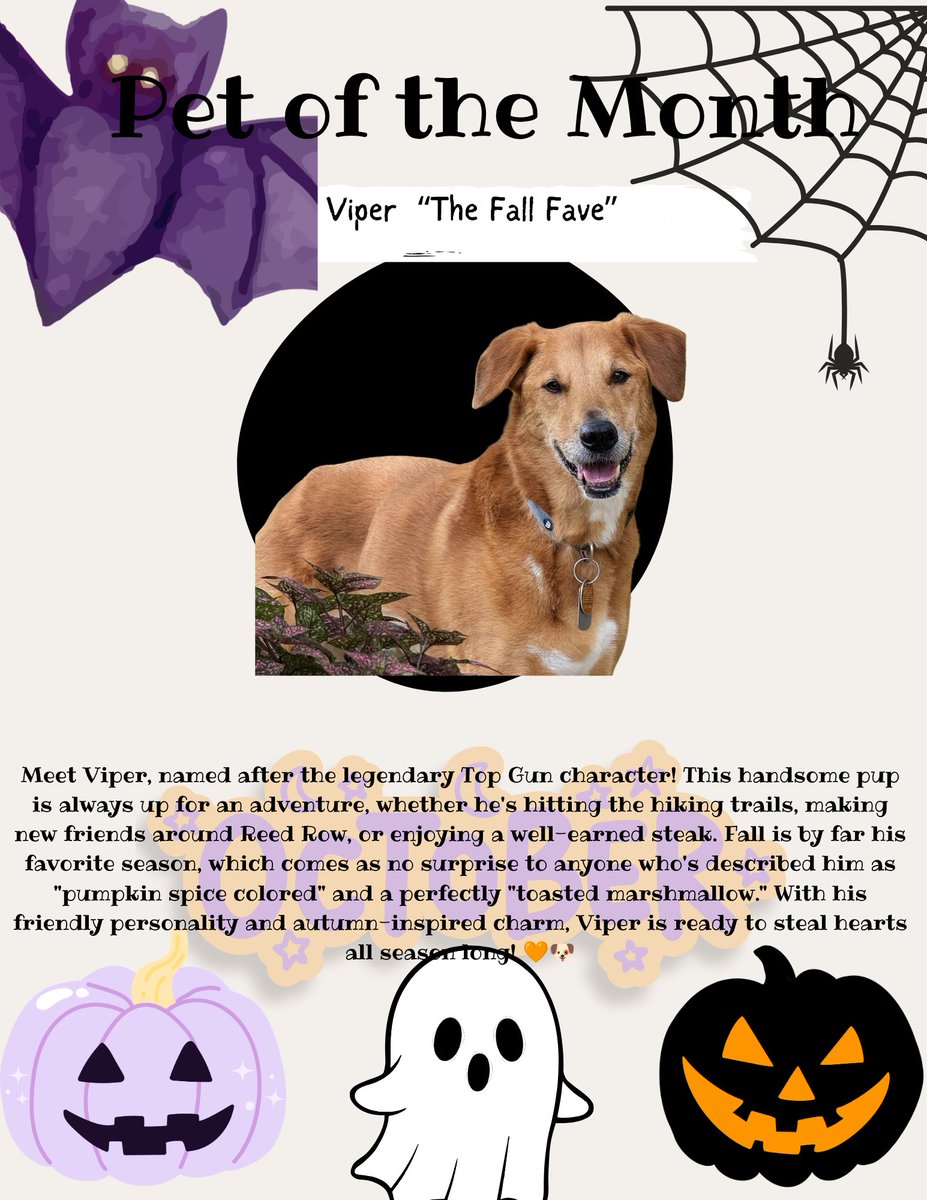 LiveReedRow's tweet photo. Meet Viper, named after the iconic Top Gun character! His favorite things include hiking, making new friends, and enjoying a good steak. Fall is his season, fitting for a pup described as “pumpkin spice colored” and a perfectly “toasted marshmallow.” Congratulations, Viper! 🧡🐶 https://t.co/D4k1sgRZbV