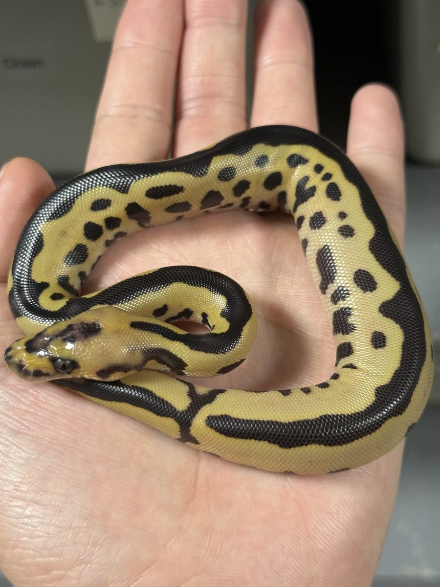 adamas_ball's tweet photo. Leopard DG Clown het Pied 50% VPI Ax

親のLeopardがとにかく柄が詰まっていて
リデュースに振らず
Leopardという名前に相応しい
理想的な表現が出てくれました。

het Piedに関してもかなりカッコいいパターンでかなりお気に入り。 https://t.co/QYHDBZdfZ0