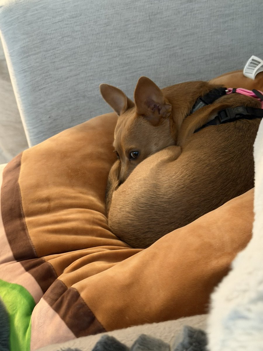 VulBlossom's tweet photo. Little donuts ready for cuddles https://t.co/4jtPTEmcnw