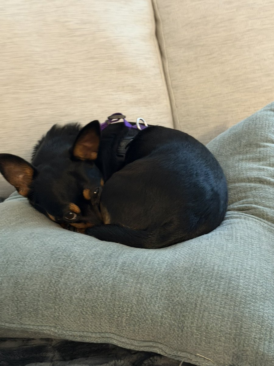 VulBlossom's tweet photo. Little donuts ready for cuddles https://t.co/4jtPTEmcnw