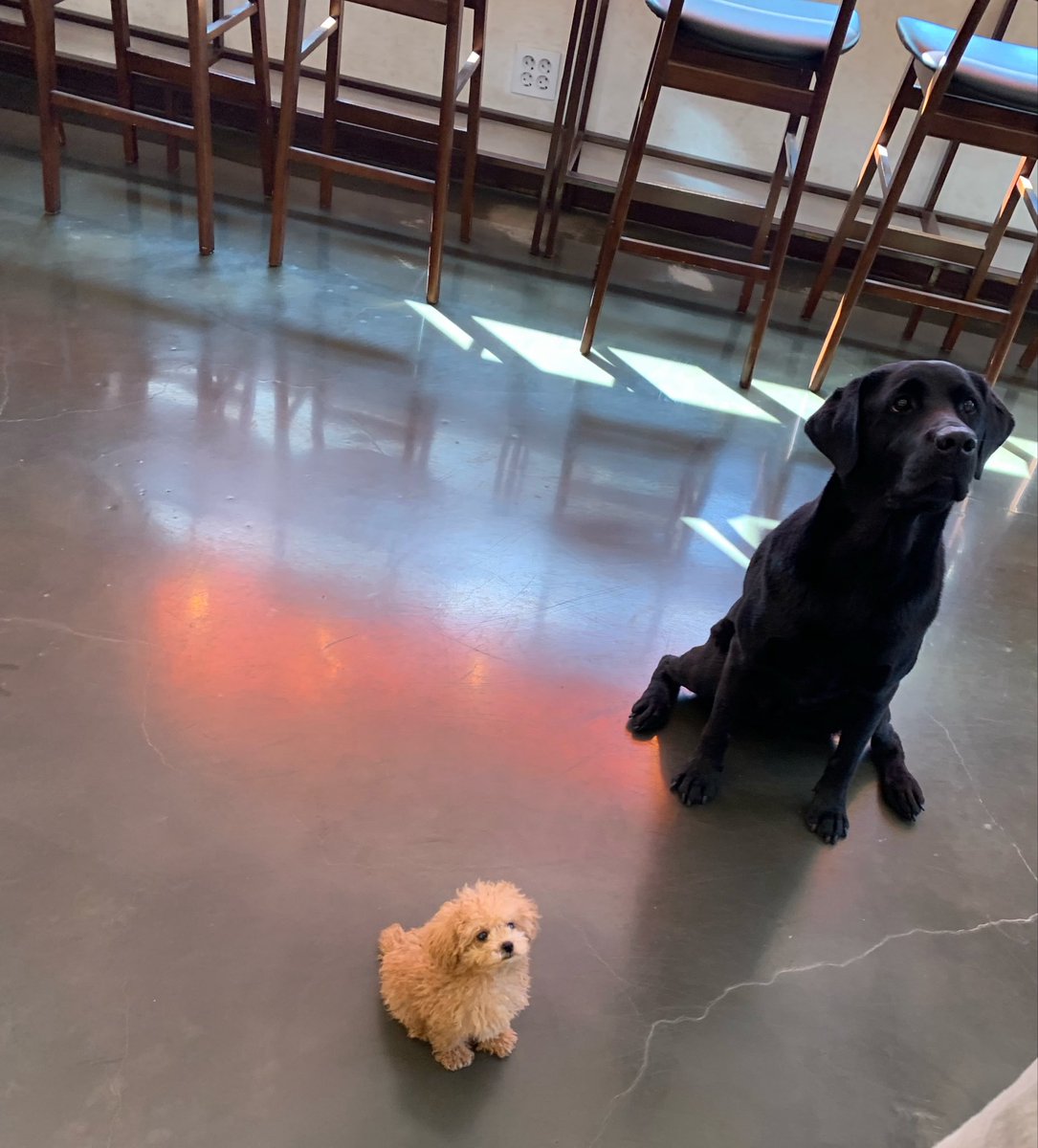 lirneade's tweet photo. 자주가던카페 사장님이 간식들면 맨날 둘이 이러케 앉아서 기다림 https://t.co/5Wvm6f8yhi
