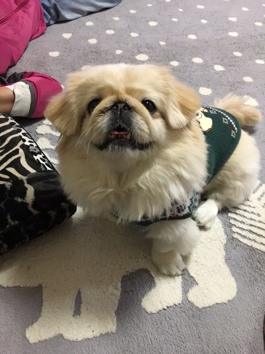 goldyellowpink's tweet photo. 初代きなこの写真はたくさん残っています✨既出かもだけどバチバチ上げていきます🥰#ペキニーズ https://t.co/Qwx39eounq
