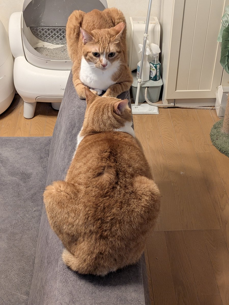 kimucoro1's tweet photo. ใกใใโฆ็ฎใใใใฆใใช๐ฑ
โ#SakuraCat #EartippedCat #CatsOfJapan https://t.co/bY35XtJ7mg