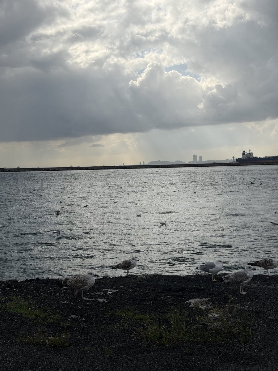 unalbingool's tweet photo. Yağmur sonrası, Martılarla İstanbul’u seyredaldık.☺️ #ekimdeİstanbul https://t.co/CJJUoFXBSI