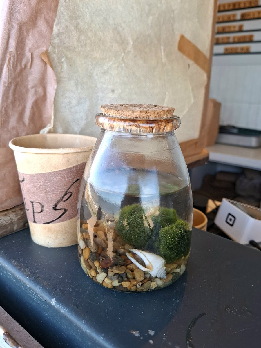 DYYER0's tweet photo. I found this cuties marimo in the cafe near the beach. 🥹🟢

#Ashkariel https://t.co/hnWmvtryrd