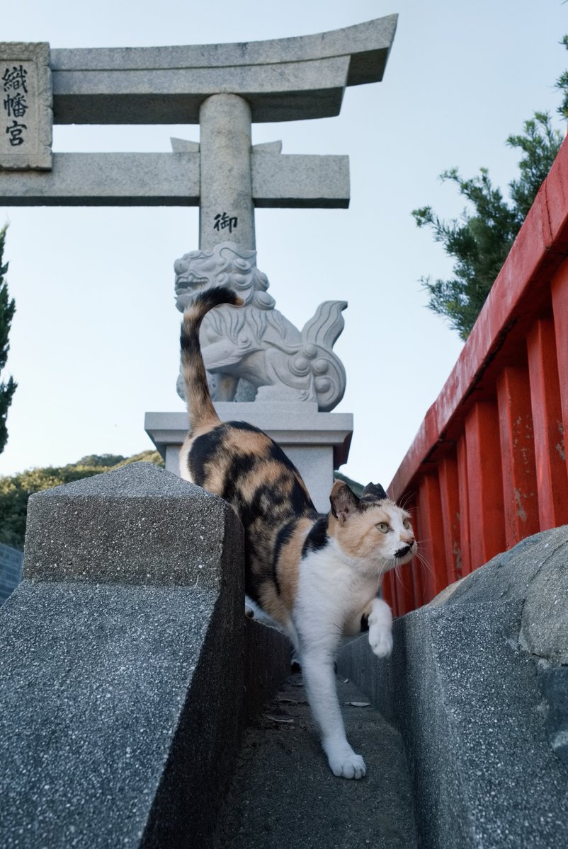 predictabo's tweet photo. おそるおそる、そろりそろり
～境内を探索～

#猫
#ねこ
#猫写真
#猫神社
#cat https://t.co/hmAk7eJ5kk