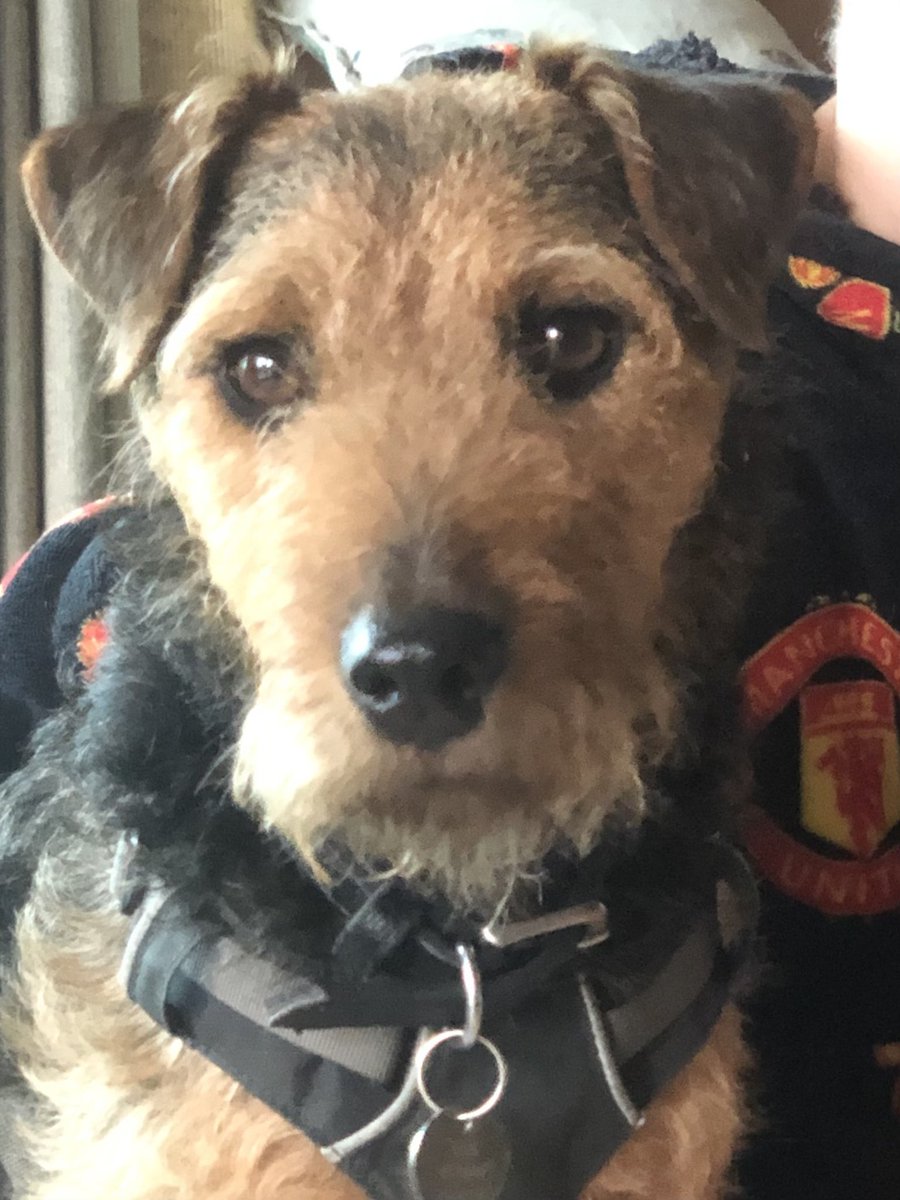 SecretSyco's tweet photo. @SBarrettBar This is a terrorist terrier thug. Don’t let that cute face fool you he’s always ready for a scrap with the local antifa chihuahua! https://t.co/xAN2VZB2Qy