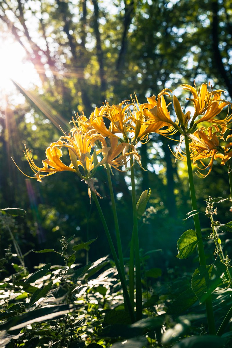 ikanotako3's tweet photo. 1DXMarkⅡ
SIGMA 50mm F1.4 art https://t.co/IRc0Dz1c6O