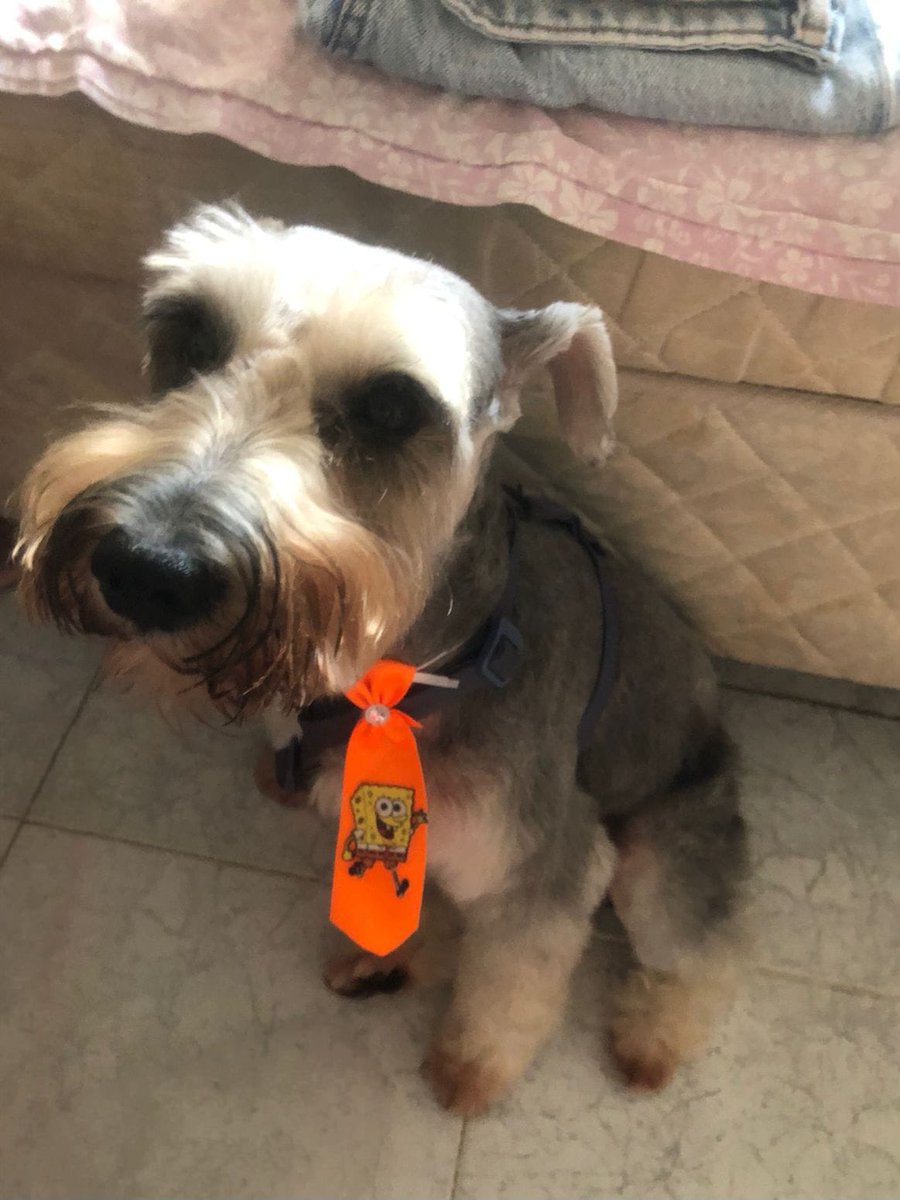 arrotagala's tweet photo. aniversário do meu cachorro feio❤️ feliz 6 anos  cachorro querido https://t.co/WVvmkEK3dm